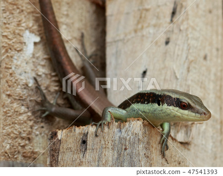 A skink be arrogant 47541393