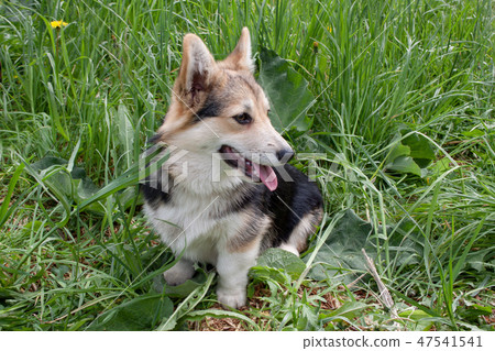 Fawn corgi puppy discount