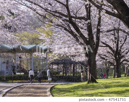 Cherry blossoms of Aoba no Mori Park 47541731