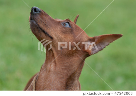 Cute red puppy of miniature pinscher close up. 47542003