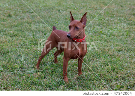 Red puppy of miniature pinscher on a green meadow. 47542004