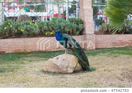 Adult male peacock with colorful and vibrant feathers, vivid blue body and green neon colored tail Adult male peacock with colorful and vibrant feathers, vivid blue body and green neon colored tail 47542783
