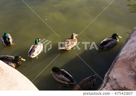 Ducks swim in a pond background. Domestic village ducks 47542807