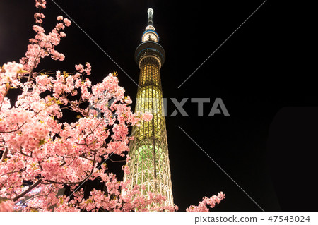 夜櫻桃樹和東京天空樹 夜櫻桃樹和東京天空樹 47543024