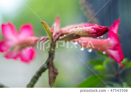 Azalea flowers 47543506