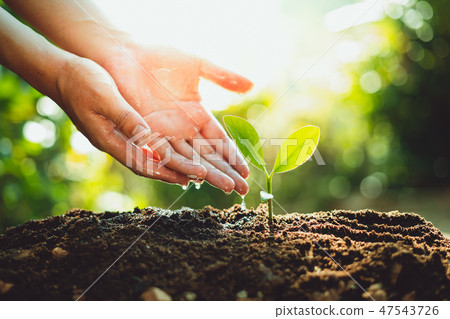 Fresh Green Plant Growing,Tree Growth Steps In nat 47543726