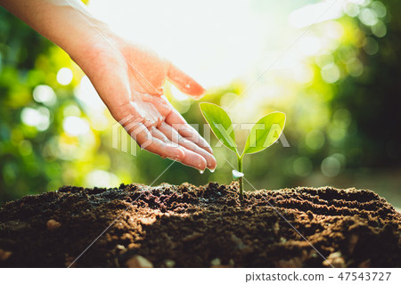 Fresh Green Plant Growing,Tree Growth Steps In nat Fresh Green Plant Growing,Tree Growth Steps In nat 47543727