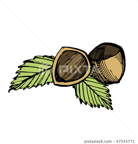 Hazelnuts sketch illustrations. Vector Hand drawn illustrations isolated on white background. Hazelnuts sketch illustrations. Vector Hand drawn illustrations isolated on white background. 47543771
