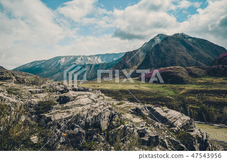 Mountain landscapes of Chui tract, Altai. Spring bloom in mountains 47543956