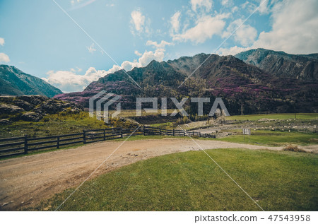 Mountain valley, beautiful landscape with an old road. Spring bloom in mountains 47543958