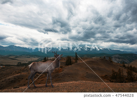 Kurai steppe and North-Chui ridge Kurai steppe and North-Chui ridge 47544028