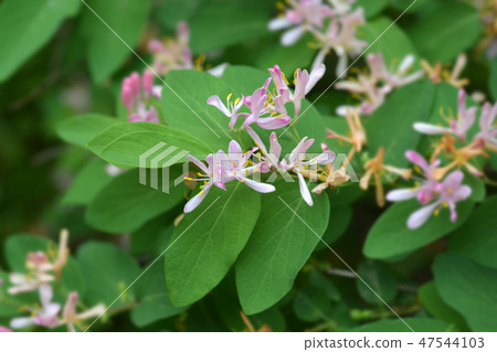 Blue-leaf honeysuckle Blue-leaf honeysuckle 47544103