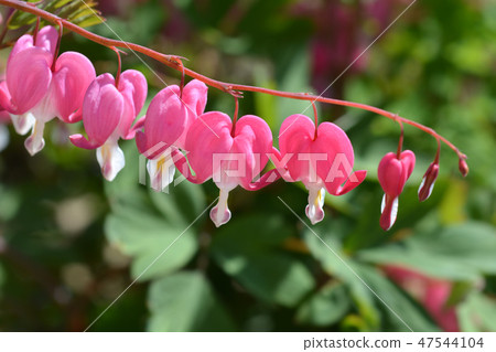 Bleeding heart Bleeding heart 47544104
