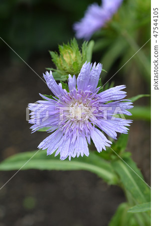 Stokes aster Stokes aster 47544105