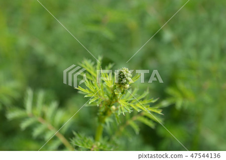 Corky-fruited water-dropwort 47544136