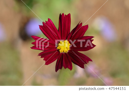 Dark red garden cosmos 47544151