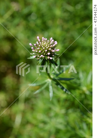 Caucasian crosswort 47544174