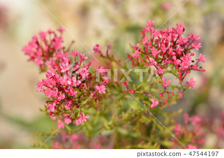 Red valerian 47544197