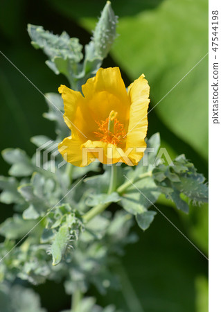 Yellow horned poppy Yellow horned poppy 47544198