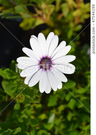 Cape marguerite 47544199