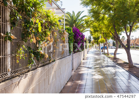 Sunny street with palms and trees in the old city of Alicante Sunny street with palms and trees in the old city of Alicante 47544297