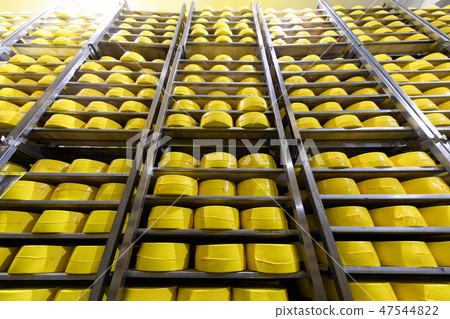 Big heads of yellow fresh cheese in cheese factory background 47544822