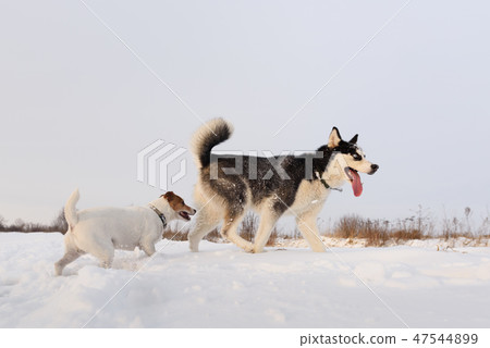 Siberian husky and jack russel terrier 47544899