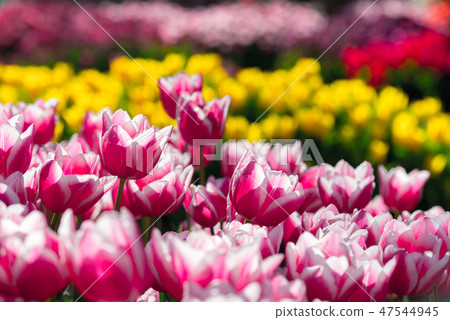 Tulips field in Netherlands 47544945