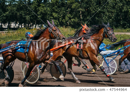 Horses run at high speed along the track  47544964