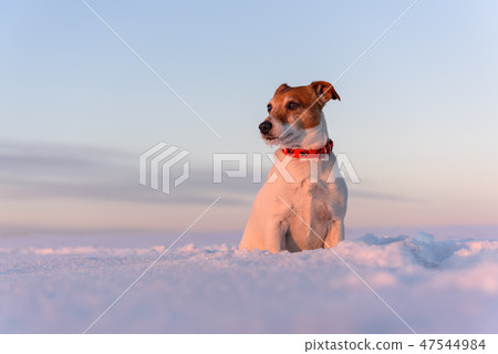 White jack russel terrier puppy on snowy field White jack russel terrier puppy on snowy field 47544984