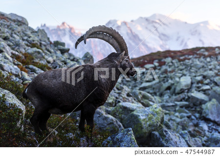 Alpine Carpa Ibex in the France Alps 47544987