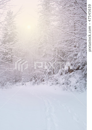 Snow covered trees in the winter forest 47545639