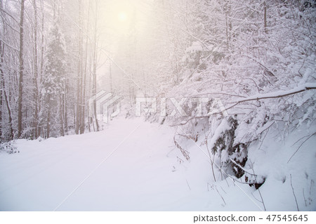 Snow covered trees in the winter forest 47545645