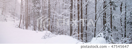 Snow covered trees in the winter forest 47545647