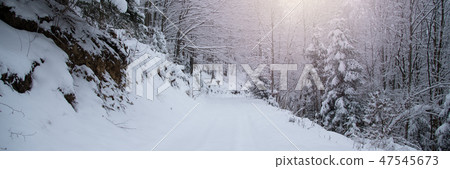 Snow covered trees in the winter forest Snow covered trees in the winter forest 47545673