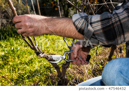 Farmer works at pruning in a vineyard Farmer works at pruning in a vineyard 47546432