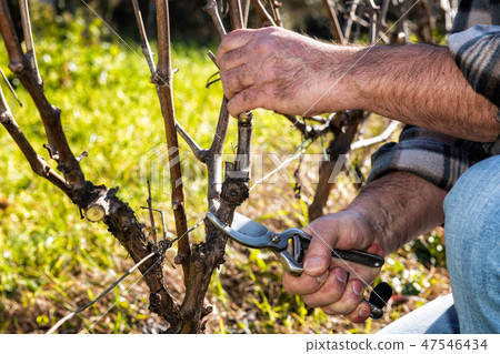 Farmer works at pruning in a vineyard Farmer works at pruning in a vineyard 47546434