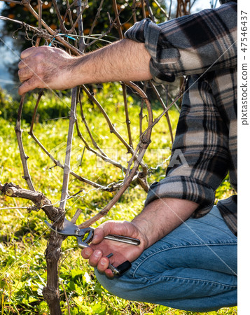 Farmer works at pruning in a vineyard 47546437
