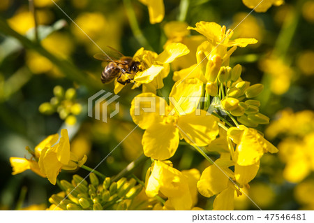 Yellow blossoms of rape plant, detailed view Yellow blossoms of rape plant, detailed view 47546481