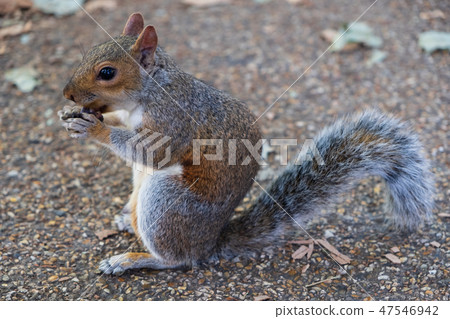 Squirrel at St James's Park,London, United Kingdom Squirrel at St James's Park,London, United Kingdom 47546942