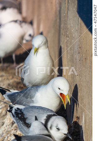 Seagulls and chicks nested on a building edge Seagulls and chicks nested on a building edge 47547047
