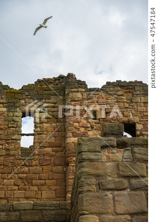 Gull flies above Tynemouth Priory and Castle Gull flies above Tynemouth Priory and Castle 47547184