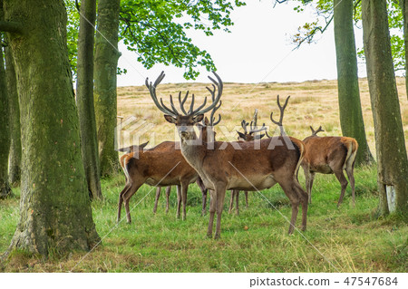 Deer in Lyme Park, Peak District in Cheshire, UK Deer in Lyme Park, Peak District in Cheshire, UK 47547684