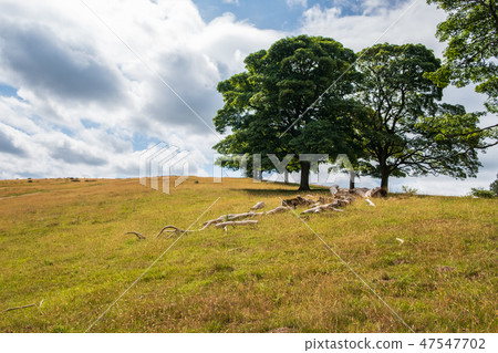 Beautiful Landscape in Lyme Park estate Beautiful Landscape in Lyme Park estate 47547702