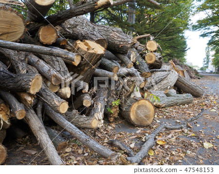 A mountain of harvested branches A mountain of harvested branches 47548153
