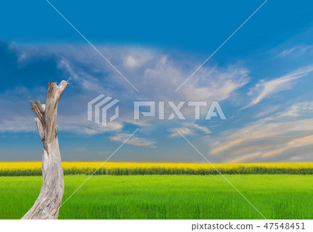 dead tree, green paddy rice field, yellow plant f dead tree, green paddy rice field, yellow plant f 47548451