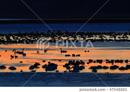 伊豆沼在冬天 47548883