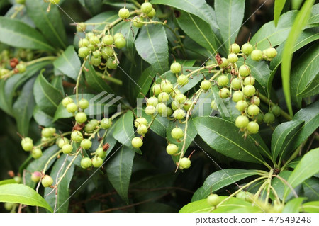 Blue fruit of a drunken tree Blue fruit of a drunken tree 47549248