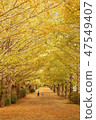 Walking path of ginkgo 47549407