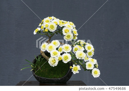 Chrysanthemum bonsai, Hampyeong-gun, Jeonnam 47549686